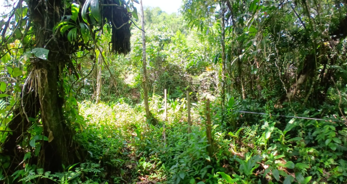 Área a venda a 1 km da Praia do Ubatumirim.