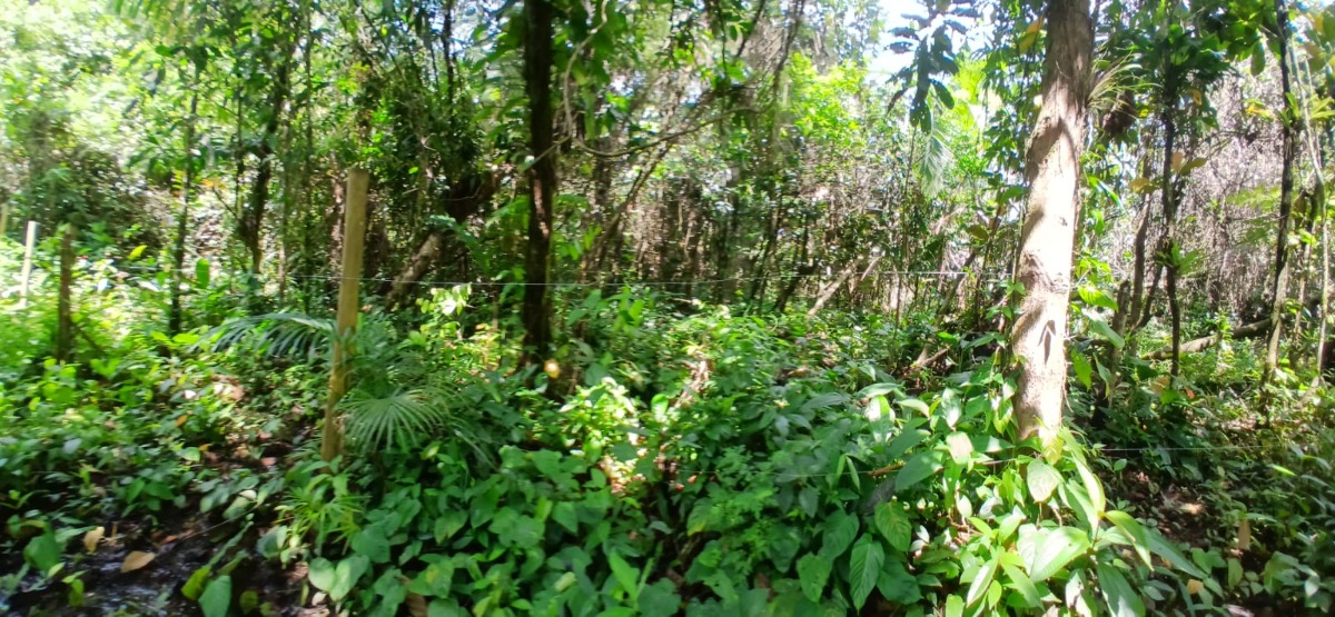 Área a venda a 1 km da Praia do Ubatumirim.