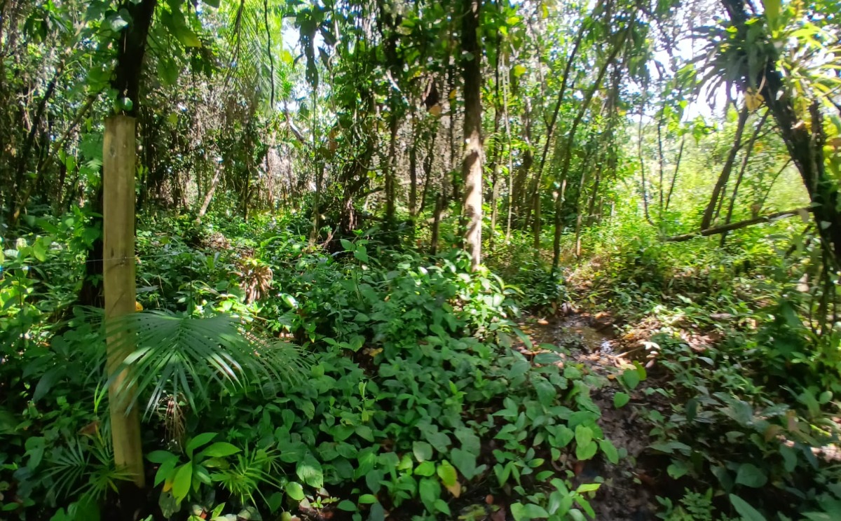 Área a venda a 1 km da Praia do Ubatumirim.
