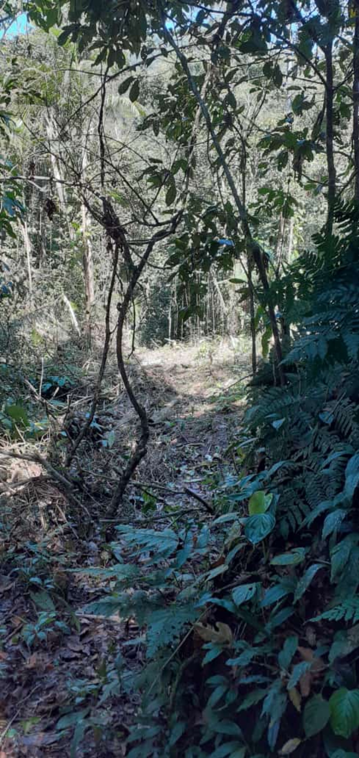 Área a venda no Ubatumirim Sertão .